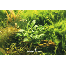 Speerblatt - Anubias bart. var. nana 'Kirin Mini'