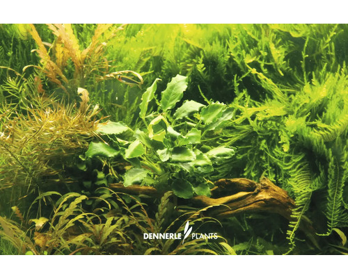 Scène de plantes d''aquarium avec diverses plantes aquatiques et un morceau de bois
