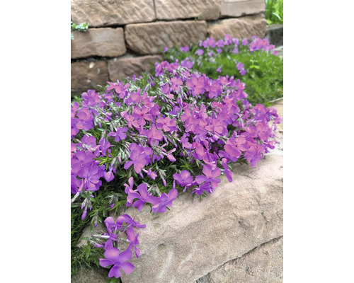 Blühende Polsterphlox Pflanze im Garten