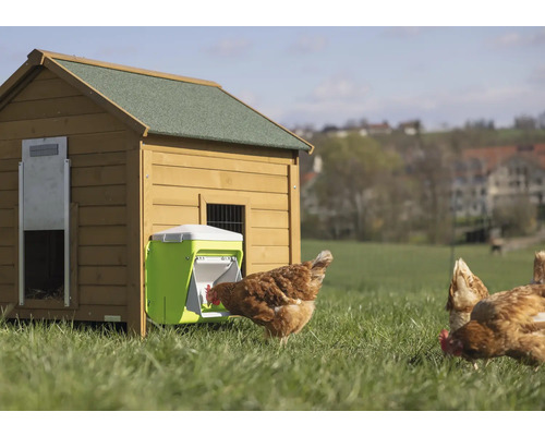 Poulailler avec distributeur de nourriture dans un pré avec des poules qui picorent