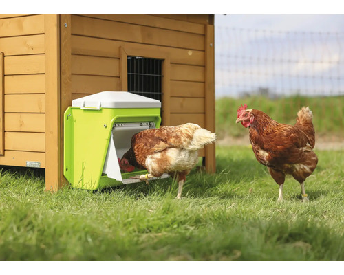 Des poules mangent dans un distributeur de nourriture à un poulailler.