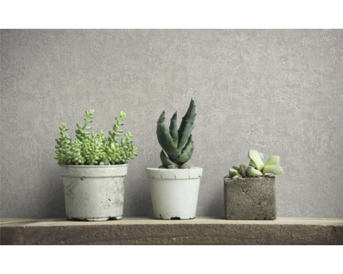 Drei Sukkulenten in Töpfen auf einem Regal