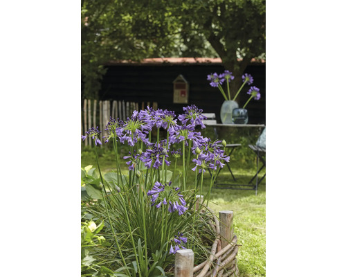 Blühende Schmucklilie im Garten mit Holzzaun