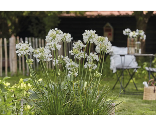 Afrikanische Schmucklilie im Garten