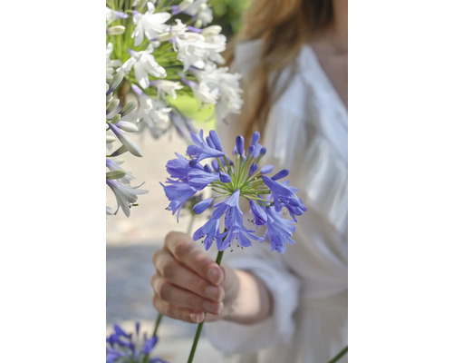 Frau hält blaue Agapanthus-Blume im Garten