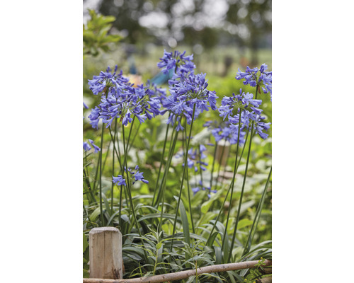 Afrikanische Schmucklilien im Gartenbeet