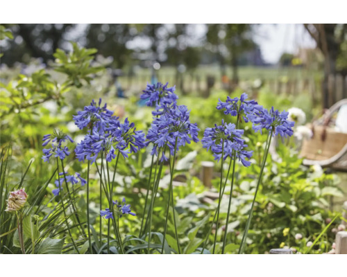 Blühende Schmucklilien im Garten