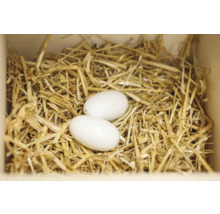 Deux œufs dans un nid de paille