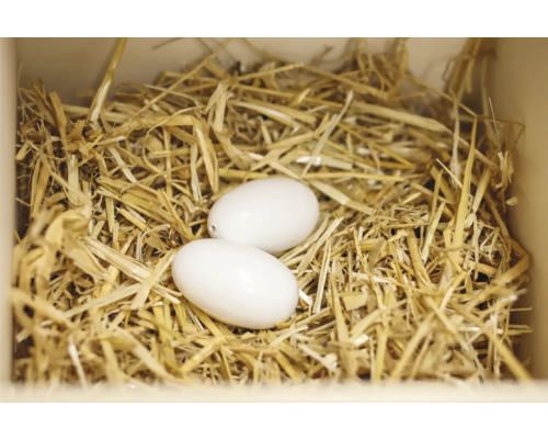 Deux œufs dans un nid de paille