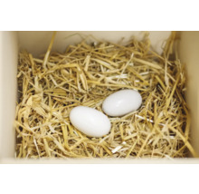 Deux œufs dans un nid de paille