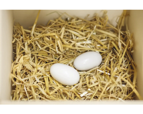 Deux œufs dans un nid de paille