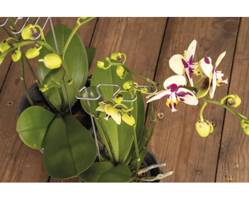 Deux orchidées en pot sur une table en bois