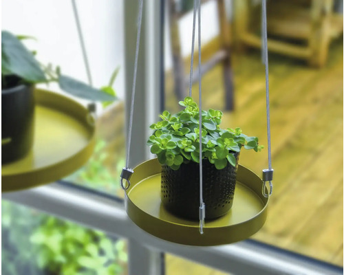 Plante suspendue en pot sur un plateau avec suspension