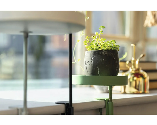 Plante dans un pot sur un support à plantes avec pince