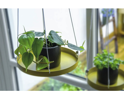 Plante suspendue dans un pot avec suspension