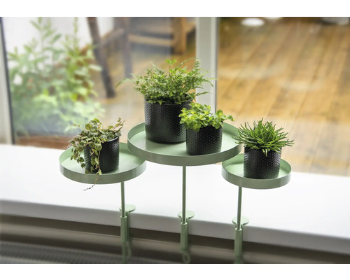 Fensterbank mit drei Pflanzenständern und Topfpflanzen