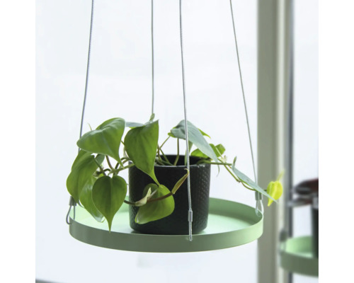 Hängepflanze mit Topf auf einem runden Tablett, aufgehängt an dünnen Seilen