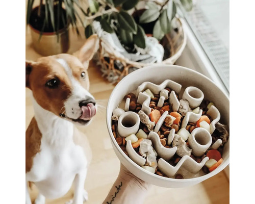 Hund mit Zunge vor Futternapf mit Hindernissen