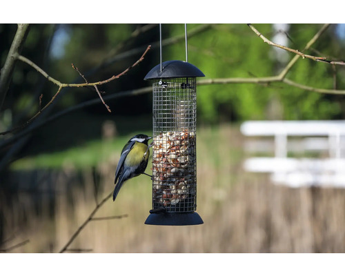 Vogel am hängenden Futterspender mit Vogelfutter