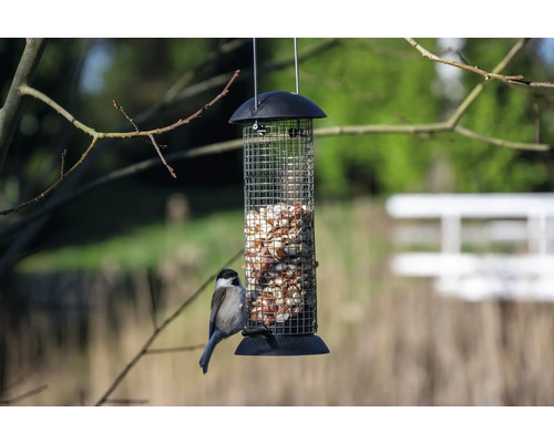 Vogel an einem mit Erdnüssen gefüllten Vogelfutterspender