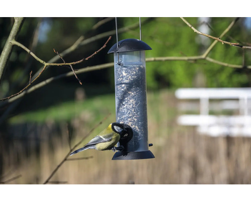 Vogel am Vogelhaus mit Samen
