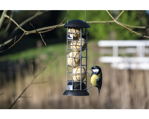 Vogelhäuschen mit Futterkugeln und Kohlmeise