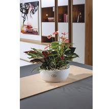 Décoration de table avec des anthuriums et d''autres plantes dans un bol blanc