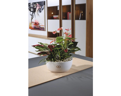 Décoration de table avec des anthuriums et d''autres plantes dans un bol blanc
