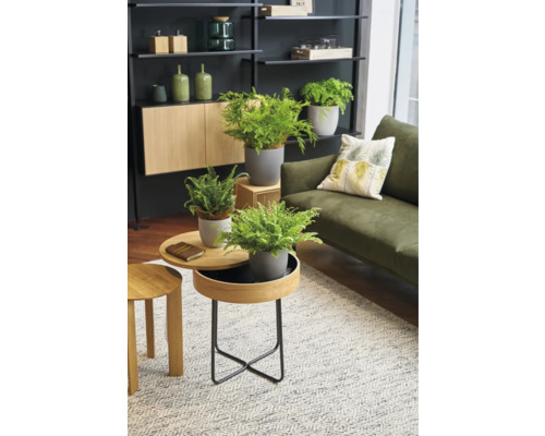 Salon avec étagères, armoire, canapé, tapis et tables avec plantes en pot.