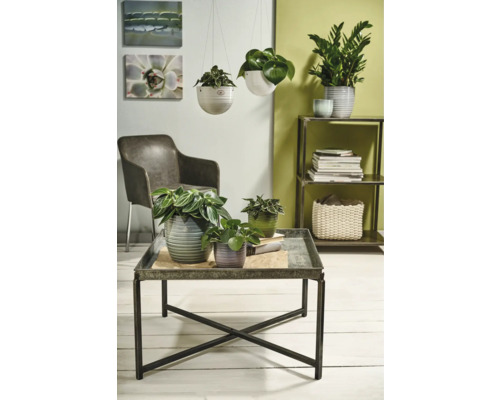 Wohnzimmer mit Pflanzen in Töpfen auf einem Couchtisch und in Hängekörben