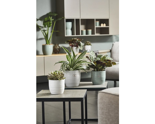 Plantes d''intérieur décoratives dans des pots structurés sur des tables d''appoint dans le salon.