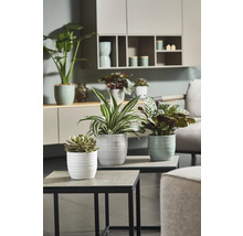 Übertopf Soendgen Bergamo Pure Keramik Ø 16 cm H 15 cm weiß
