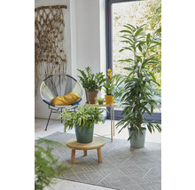 Cache-pot Soendgen Dallas Breeze céramique Ø 13 cm h 13 cm bleu