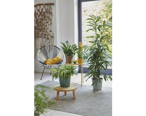 Intérieur lumineux avec fauteuil, plantes d''intérieur et tapis