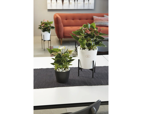 Innenraumszene mit Anthurien in Töpfen auf einem Tisch