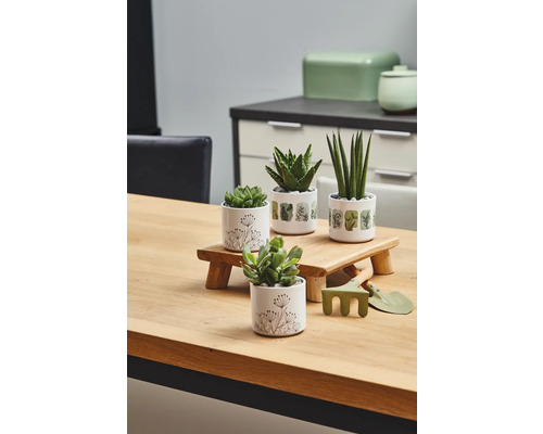 Dekorative Zimmerpflanzen in Töpfen auf einem Holztisch mit Gartengeräten.