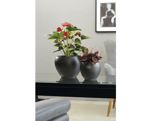 Zwei bepflanzte Keramiktöpfe auf einem Tisch