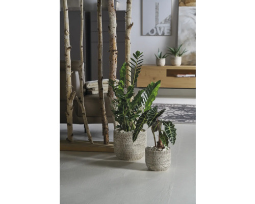 Intérieur avec séparation de pièce faite de troncs de bouleau et plantes d''intérieur en pots.