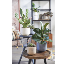 Plantes d''intérieur décoratives dans des pots sur des tables et une étagère.