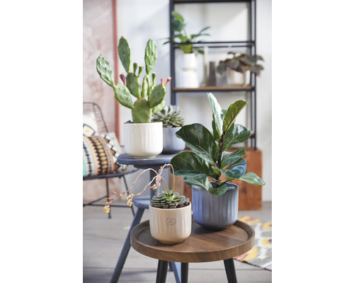 Plantes d''intérieur décoratives en pots sur de petites tables et une étagère.