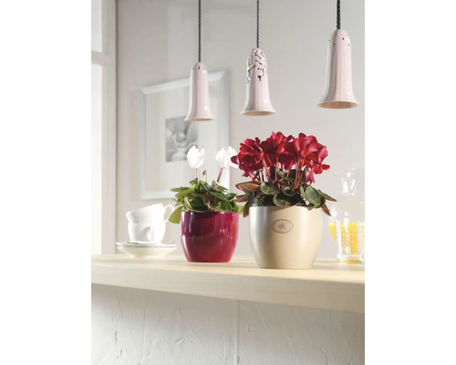 Szene mit zwei Cyclamen in Töpfen und drei Pendelleuchten