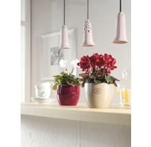 Scène avec des cyclamens en pot sur une étagère