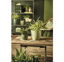 Décoration de pièce claire et conviviale avec des plantes en pots sur une table en bois et une étagère.