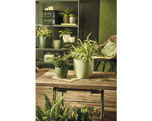 Pièce décorative avec diverses plantes d''intérieur dans des pots sur une table en bois et une étagère.