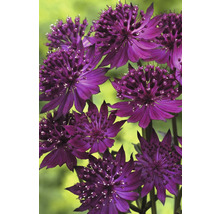 Mélange d''étoiles, beauté du jardin