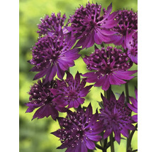 Plante d''astrantia major avec des fleurs violettes