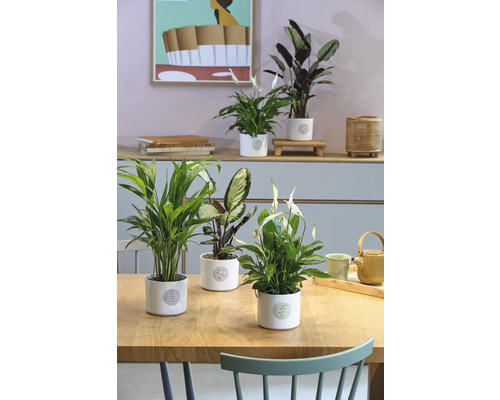 Zimmer mit Tisch und verschiedenen Zimmerpflanzen in Töpfen