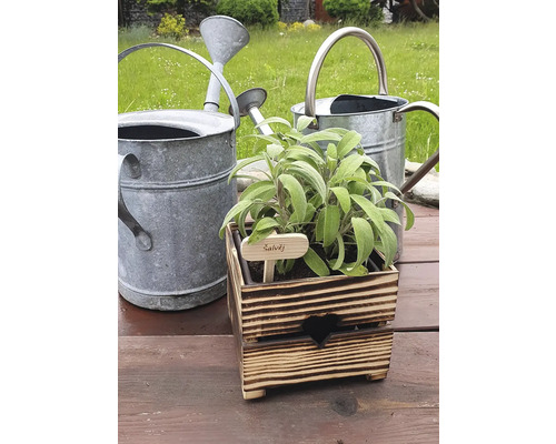 Zwei Metallgießkannen und ein Kräutertopf aus Holz mit Salbei im Garten