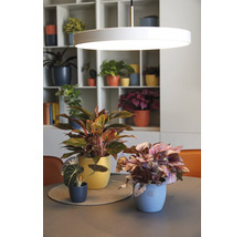 Übertopf Soendgen Basel Spring Keramik Ø 8 cm H 7 cm morgenrot