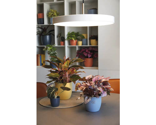 Plantes d''intérieur décoratives dans des cache-pots sur une table avec une suspension et une étagère en arrière-plan.